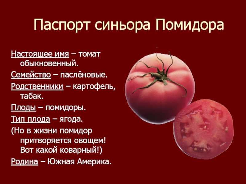 Томат это ягода или фрукт. Помидор Тип плода. Томат вид плода. Томат Тип плода название плода. Систематика томата обыкновенного.