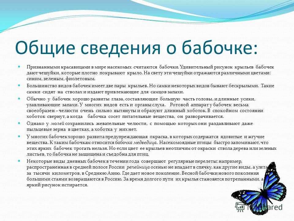 Бабочка – самое красивое насекомое в мире