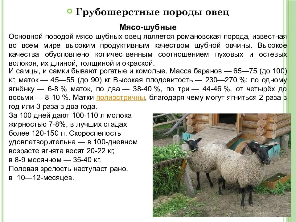 Породы овец с фотографиями и названиями. лучшие породы овец: характеристика видов, особенности их содержания