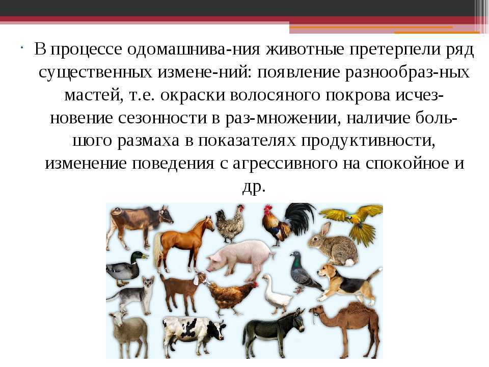 Как происходило одомашнивание собак