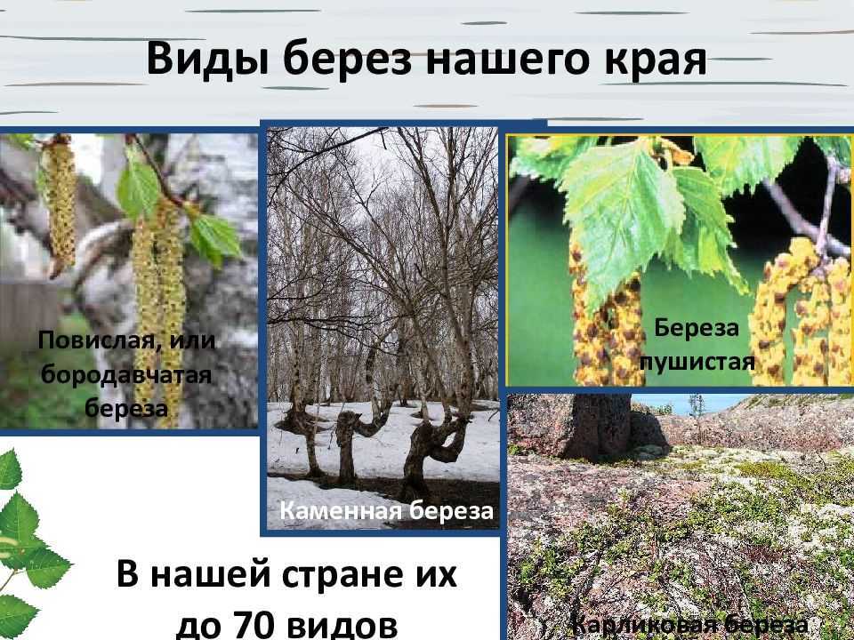 Виды берез в россии: описание, фото
