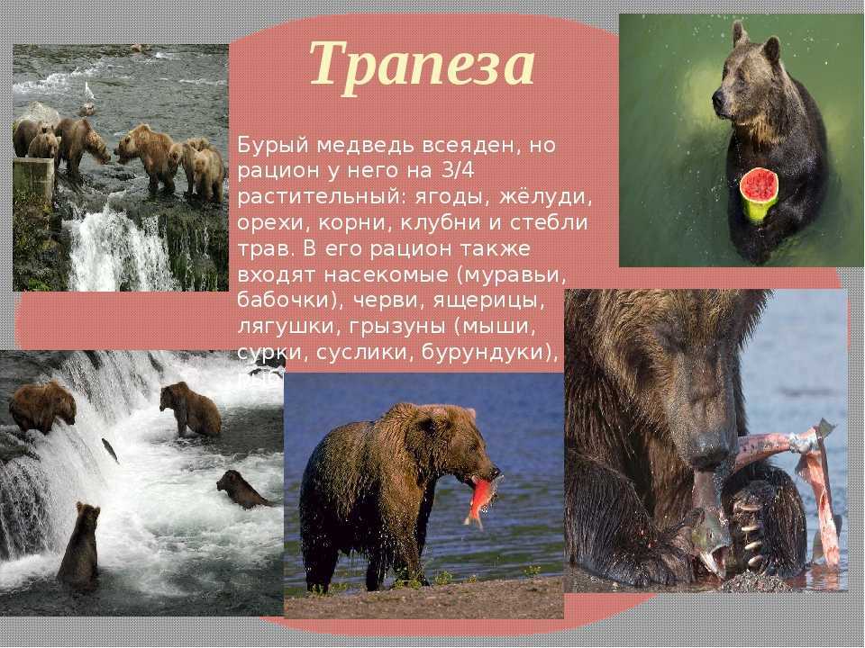 Всё о белых медведях