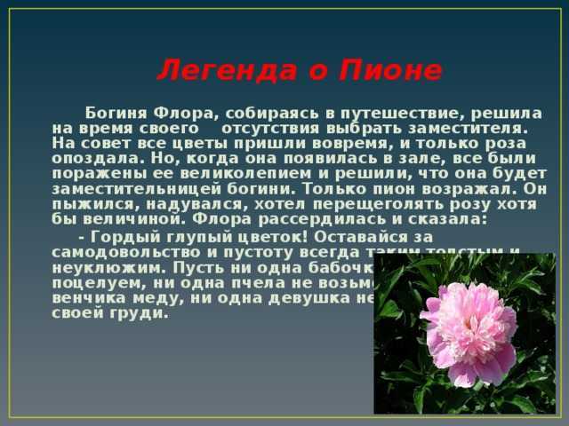 Легендарный описание. Легенда о пионе. Легенда о пионе цветке для детей. Миф о пионе. Легенда о пионах цветах.