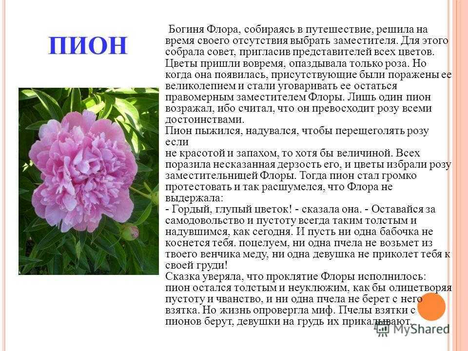 Текст описание про цветок. Пион характеристика растения. Описание цветов. Кратко о пионе. Описание цветка пиона.