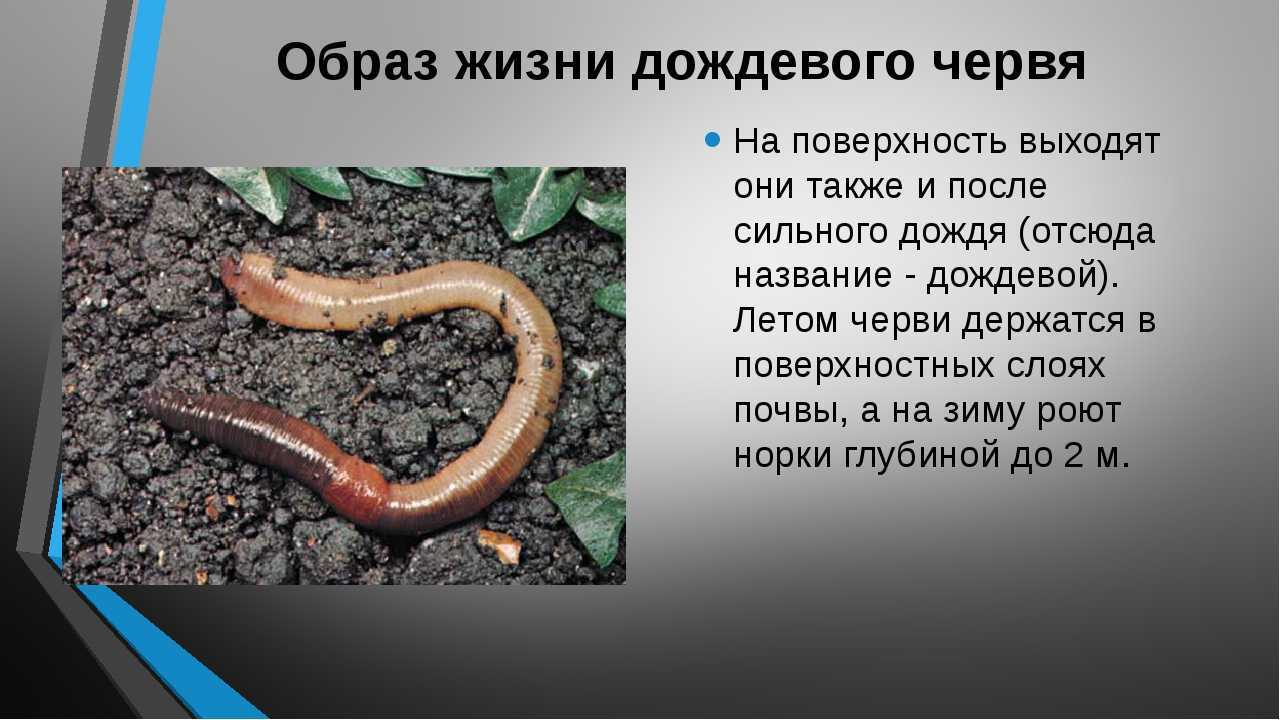 Кольчатые паразитические черви