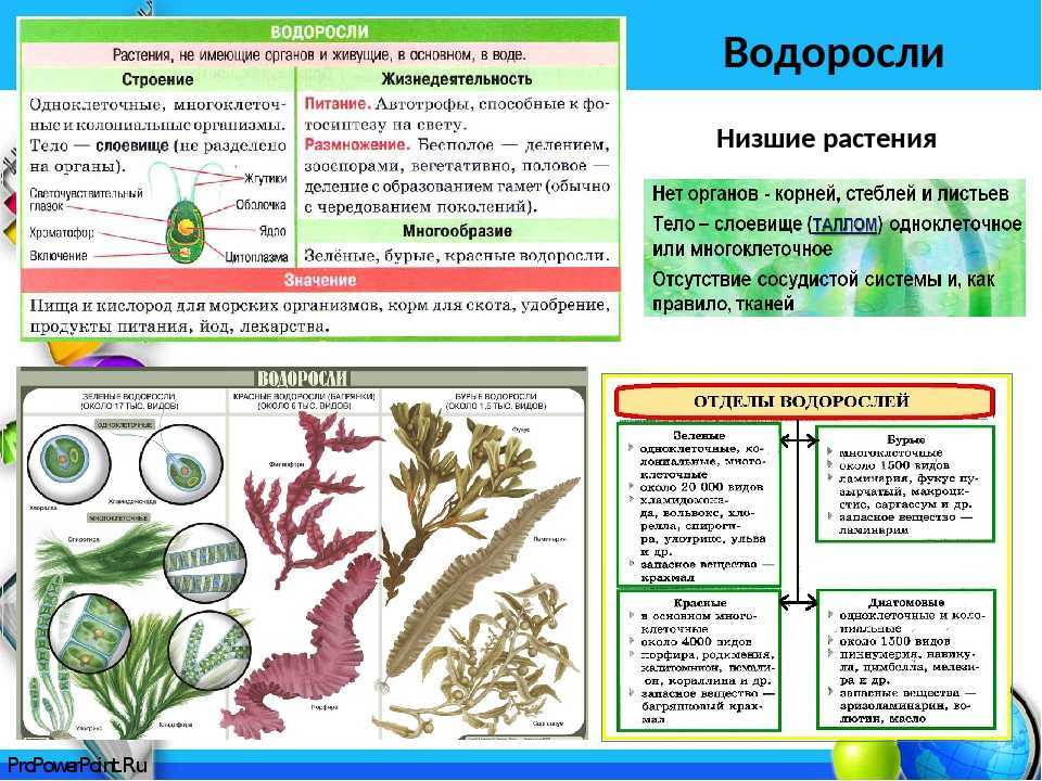 Классификация растения схема