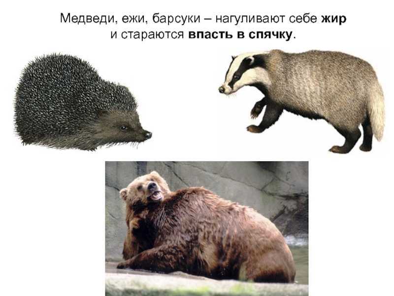 Интересные факты о барсуках