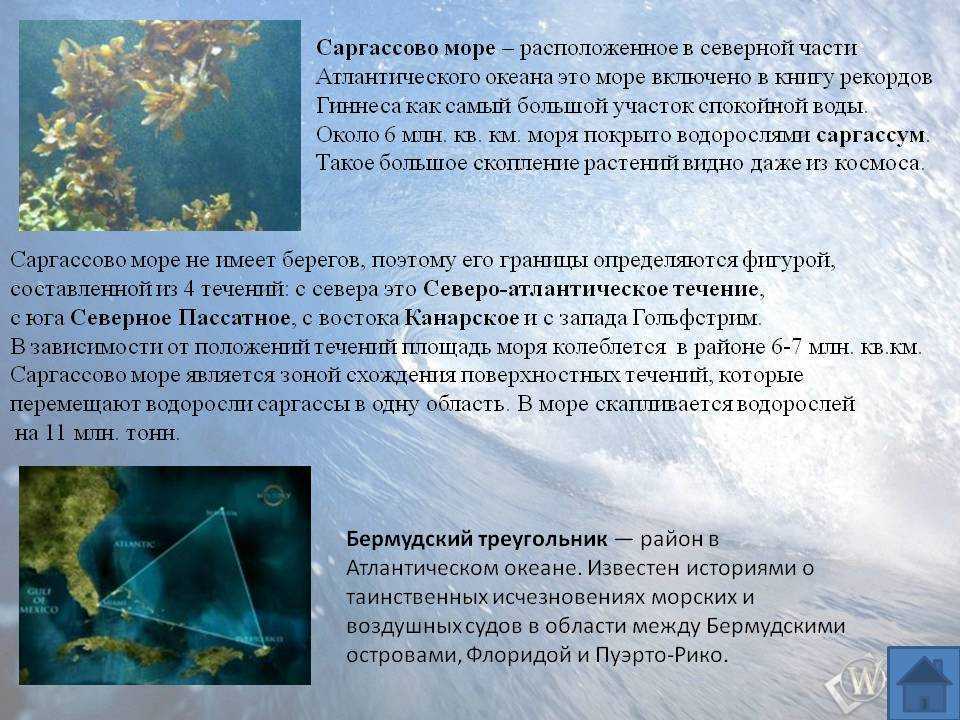 Интересные морские факты. Саргассово море. Саргассово море интересные факты. Саргассово море рассказ. Атлантический океан Саргассово море.