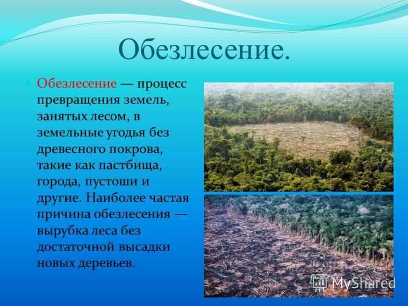 Вырубка лесов — экологическая катастрофа | статья в журнале «молодой ученый»