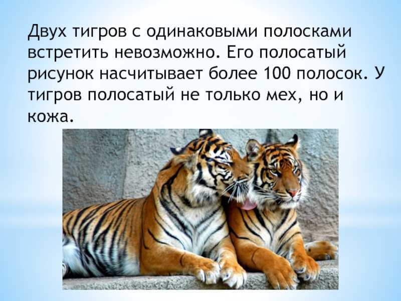 Интересные факты о тиграх
