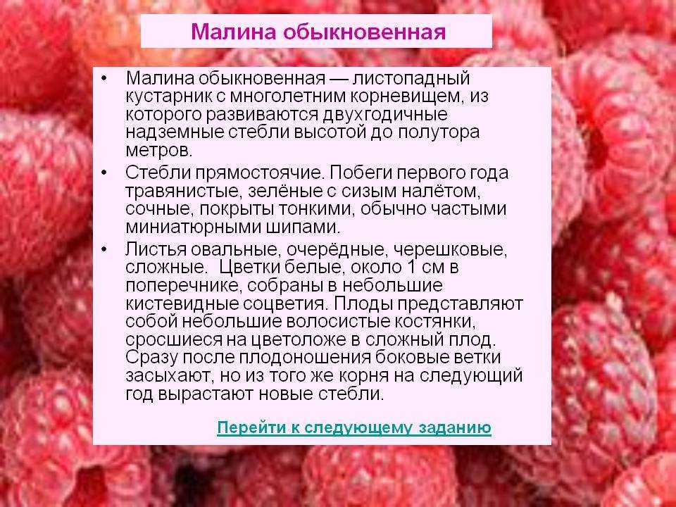 Почему малина кислая: условия выращивания и ошибки ухода - etocvetochki.com