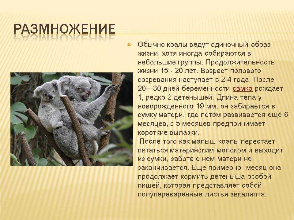 Удивительные факты об австралийских сумчатых животных