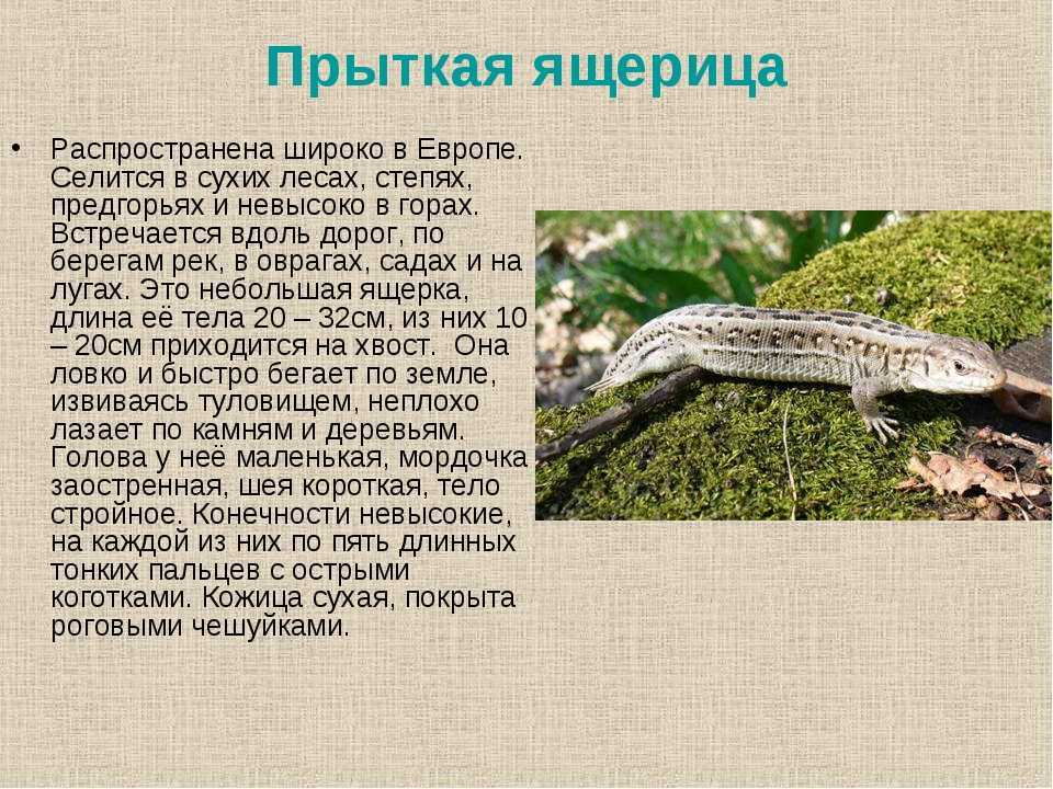57 фактов о животном мире, которые могут заменить чтение энциклопедии » 1gai.ru - советы и технологии, автомобили, новости, статьи, фотографии