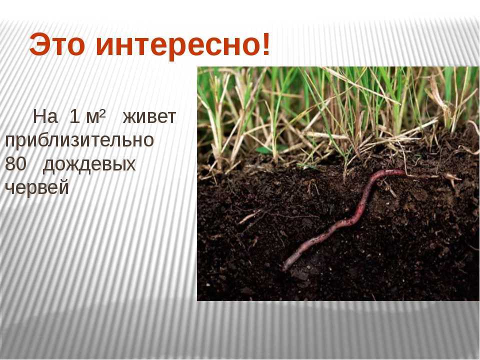 Сообщение о червях. Факты о дождевых червях. Дождевой червь презентация. Образ жизни дождевого червя.