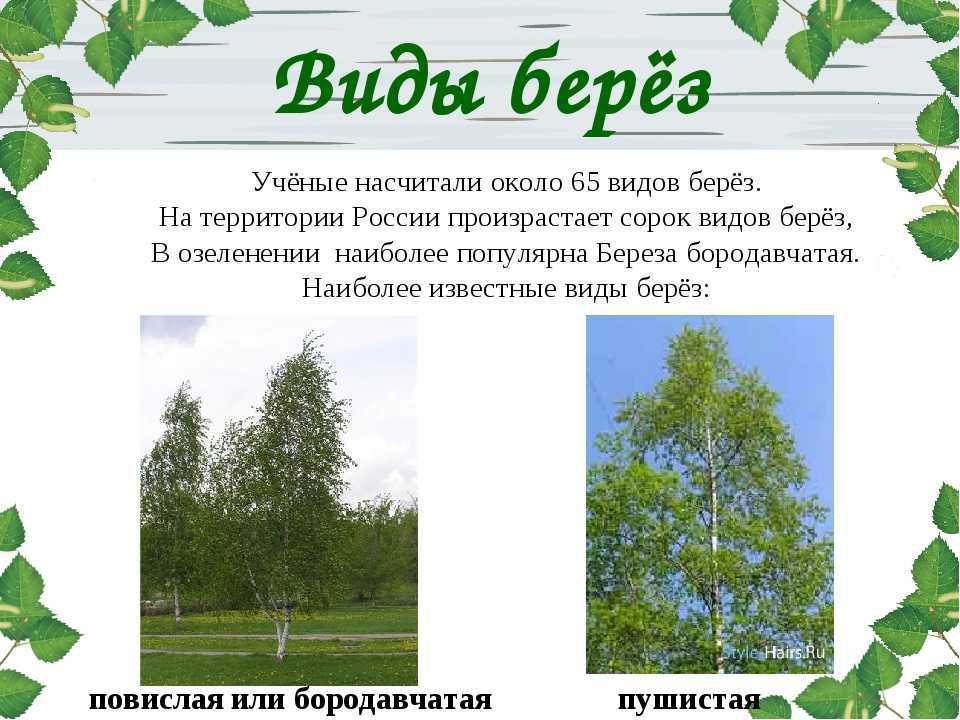 Береза - русское дерево: описание дерева, виды и сорта, применение, посадка