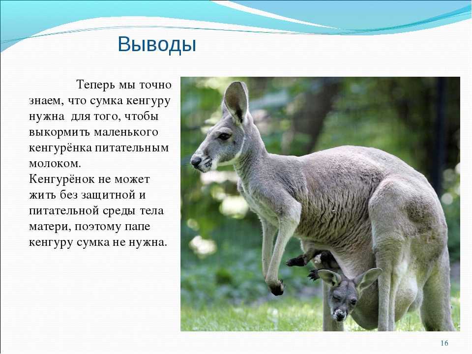 Где живут кенгуру, чем питаются и как размножаются? :: syl.ru