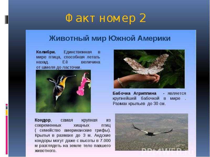 Южная америка: интересные и необычные факты | интересный сайт
