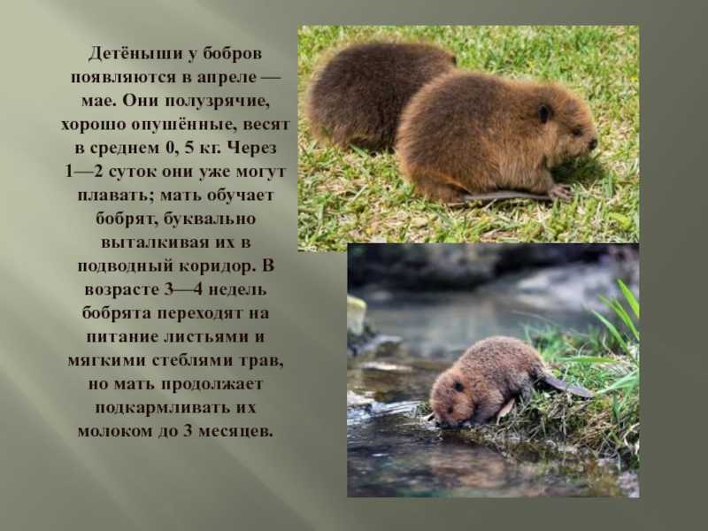 Охота на бобра и её особенности