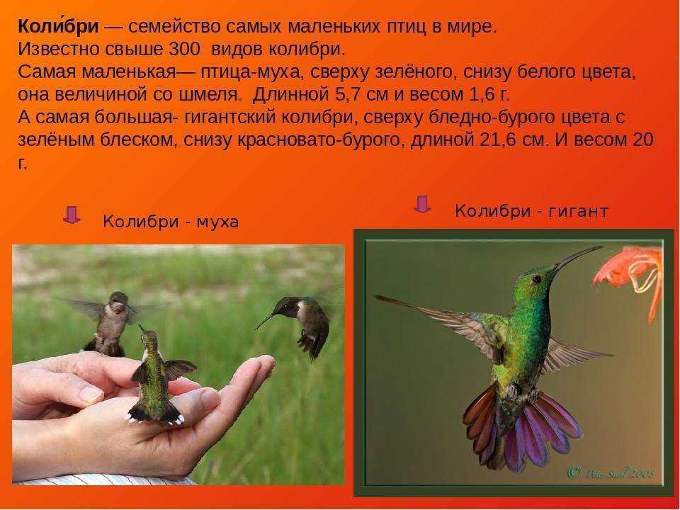 Колибри: описание, как выглядит, где живет, видео, фото и много другое